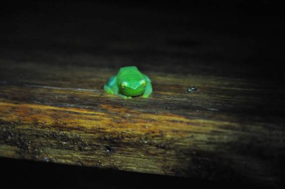 De noite, um sapo vem nos visitar na Pousada Uacari, na Reserva do Mamirauá, região de Tefé, no Amazonas